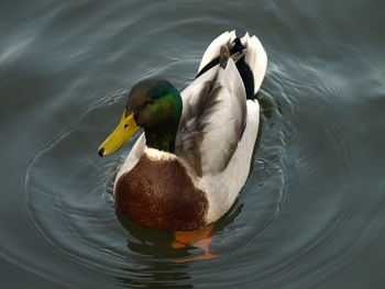 High angle view of mallard duck swimming in lake