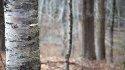 Close-up of tree trunk in forest