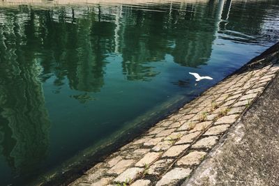 Ducks swimming in water