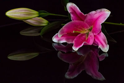 Close-up of pink flowers