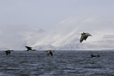 Birds flying over sea against sky