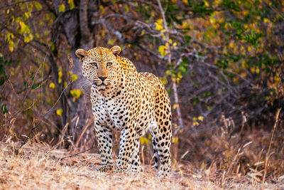 Leopard standing on grassy field at forest