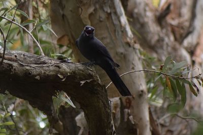 Low angle view of bird perching on tree