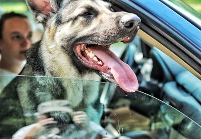 Close-up of dog sticking out tongue car