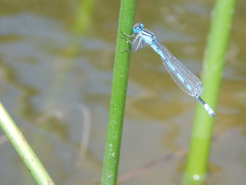 Close-up of damselfly on plant