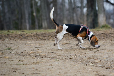 Dog on dirt road