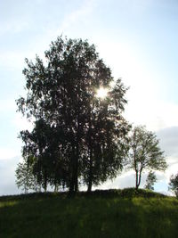 Low angle view of trees against sky