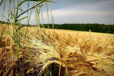 Close-up of wheat growing in field