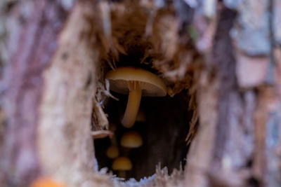 Close-up of mushroom growing on tree trunk