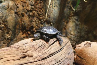 Close-up of turtle on wood