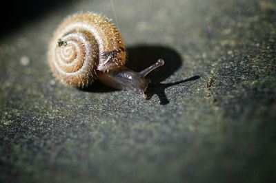 Close-up of snail