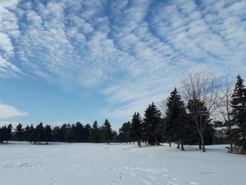 Trees on snow covered land against sky