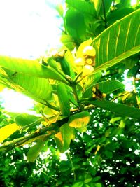 Low angle view of flowering plant on tree