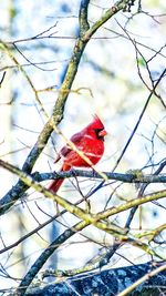 Close-up of bird perching on branch