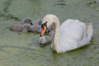 Close-up of mute swan with cygnets in pond