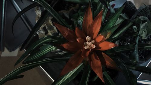 Close-up of plant