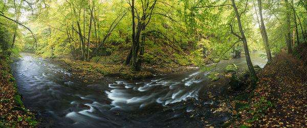 Stream flowing amidst trees in forest