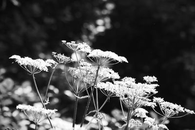 Close-up of flowering plant