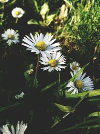 Close-up of daises blooming outdoors