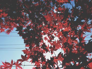 Low angle view of tree branches