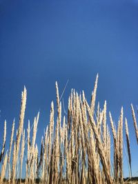 Low angle view of stalks against blue sky