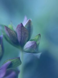 Close-up of flowers