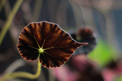 Close-up of wilted plant during autumn