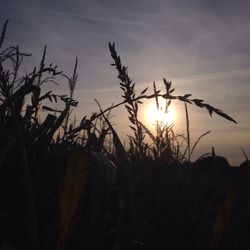 Sun shining through trees in field