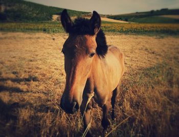 Horse grazing on grassy field