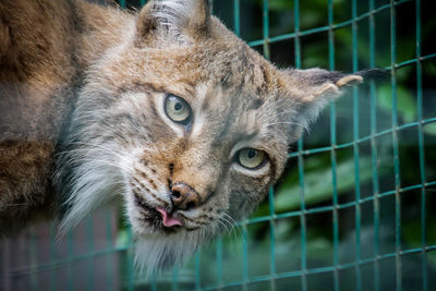 Close-up portrait of cat in cage