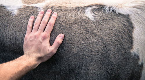 Close-up of hand touching cow