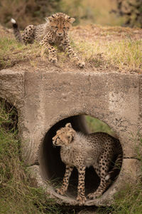 Cheetah cubs by stone hole in forest