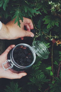 Cropped hands picking blackberries in jar