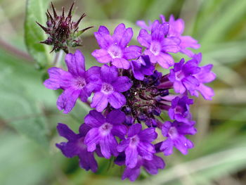 Close-up of bee on purple flowers