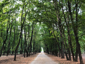 Empty road amidst trees in forest