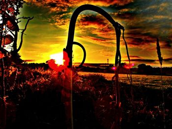 Silhouette of plants at sunset