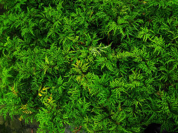 Full frame shot of fresh green plants