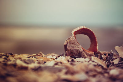 Close-up of shells on shore