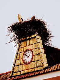 Low angle view of a bird on building