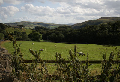 Scenic view of agricultural field against sky