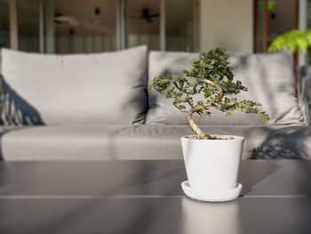 Close-up of potted plant on table at home