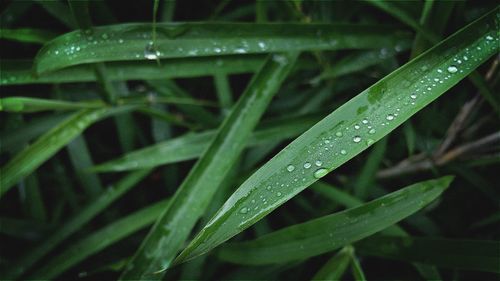 Full frame shot of wet grass during rainy season