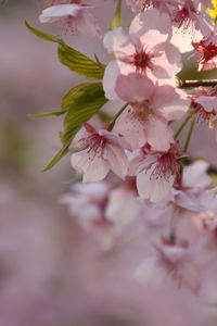 Close-up of pink flowers