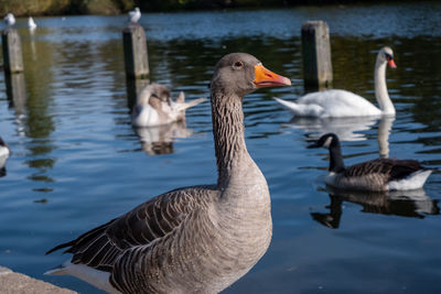 Ducks swimming in lake