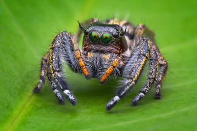 Close-up of spider