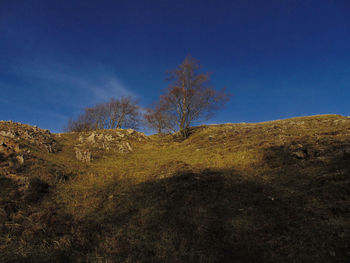 Trees on field against clear blue sky