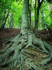 Trees growing in forest