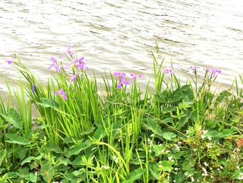 Purple flowers blooming in park