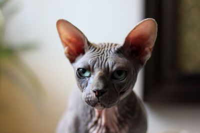 Close up image of a cat with no fur