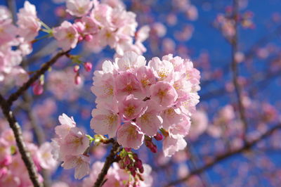 Close-up of pink cherry blossom